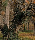 258.jpg
